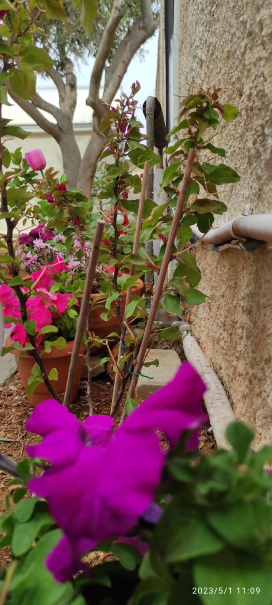 Secret Garden Home Lagonissi Attiki Foinikia  Ngoại thất bức ảnh